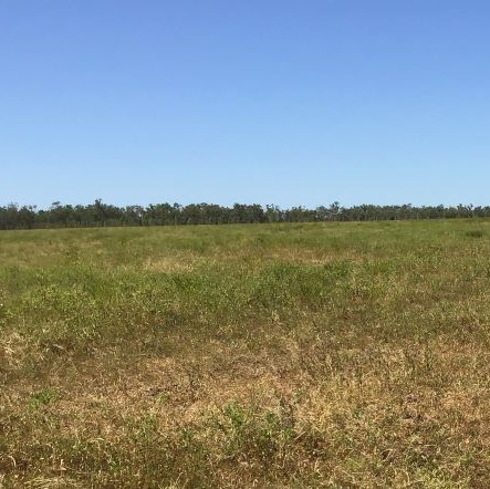 Cleared farmland with trees in the background